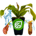 The Wellspring Gardens St. Gaya Pitcher Plant Carnivorous (Nepenthes) features two red-speckled traps, green leaves, and comes in a pot marked with a green VG logo—an easy-care plant perfect for any collection.