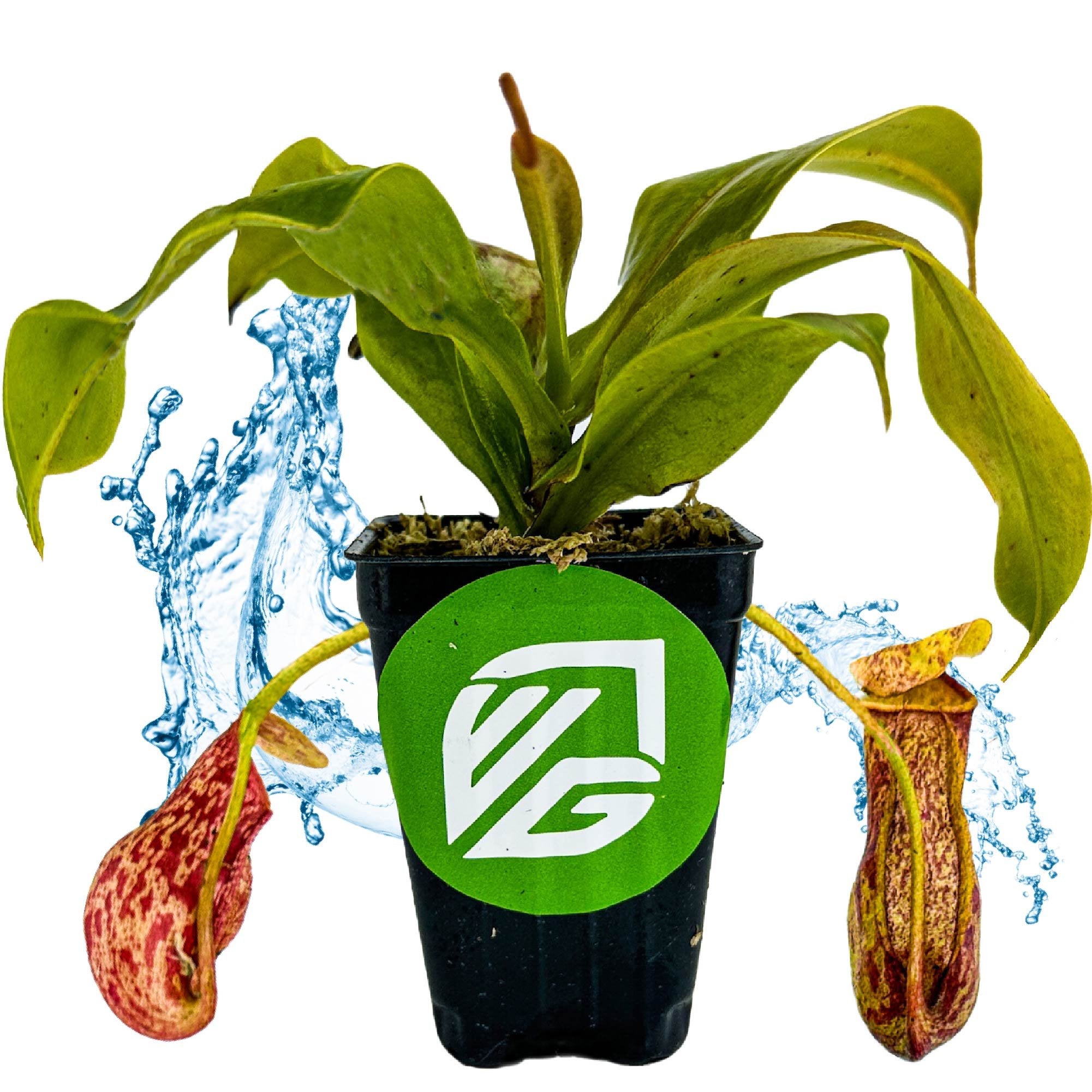 The Wellspring Gardens St. Gaya Pitcher Plant Carnivorous (Nepenthes) features two red-speckled traps, green leaves, and comes in a pot marked with a green VG logo—an easy-care plant perfect for any collection.