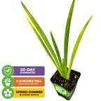 The Wellspring Gardens Louisiana Purple Iris, perfect for bog gardens, arrives potted with long, narrow leaves (3-8" tall) on a white background. Icons highlight: 30-day guarantee and spring-summer blooming season.