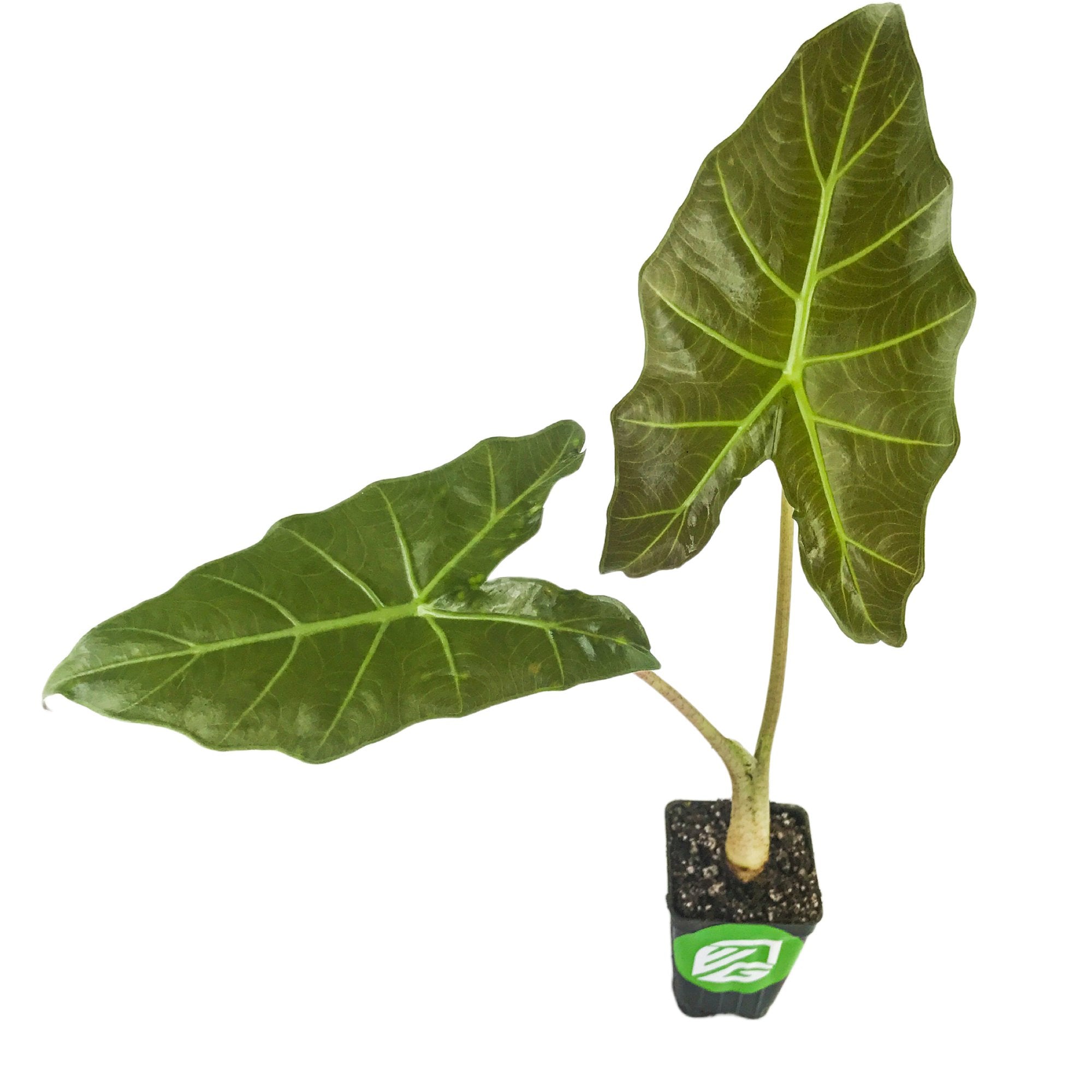 The Wellspring Gardens Mayan Mask Elephant Ear (Alocasia) features two large, upright arrow-shaped green leaves with prominent light veins, resembling elephant ears, displayed against a white background.