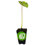 A Bun Long Edible Elephant Ear (Colocasia esculenta) plant by Wellspring Gardens grows from a black pot with a green and white VG logo, featuring one long stem and leaf. The pot is filled with soil and set against a white background.