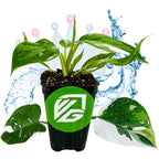 The Philodendron 'White Princess' Variegated Live Plant by Wellspring Gardens sits in soil in a black pot with a green logo. Water splashes and a colorful, translucent crown are in the background, with two loose leaves in front.
