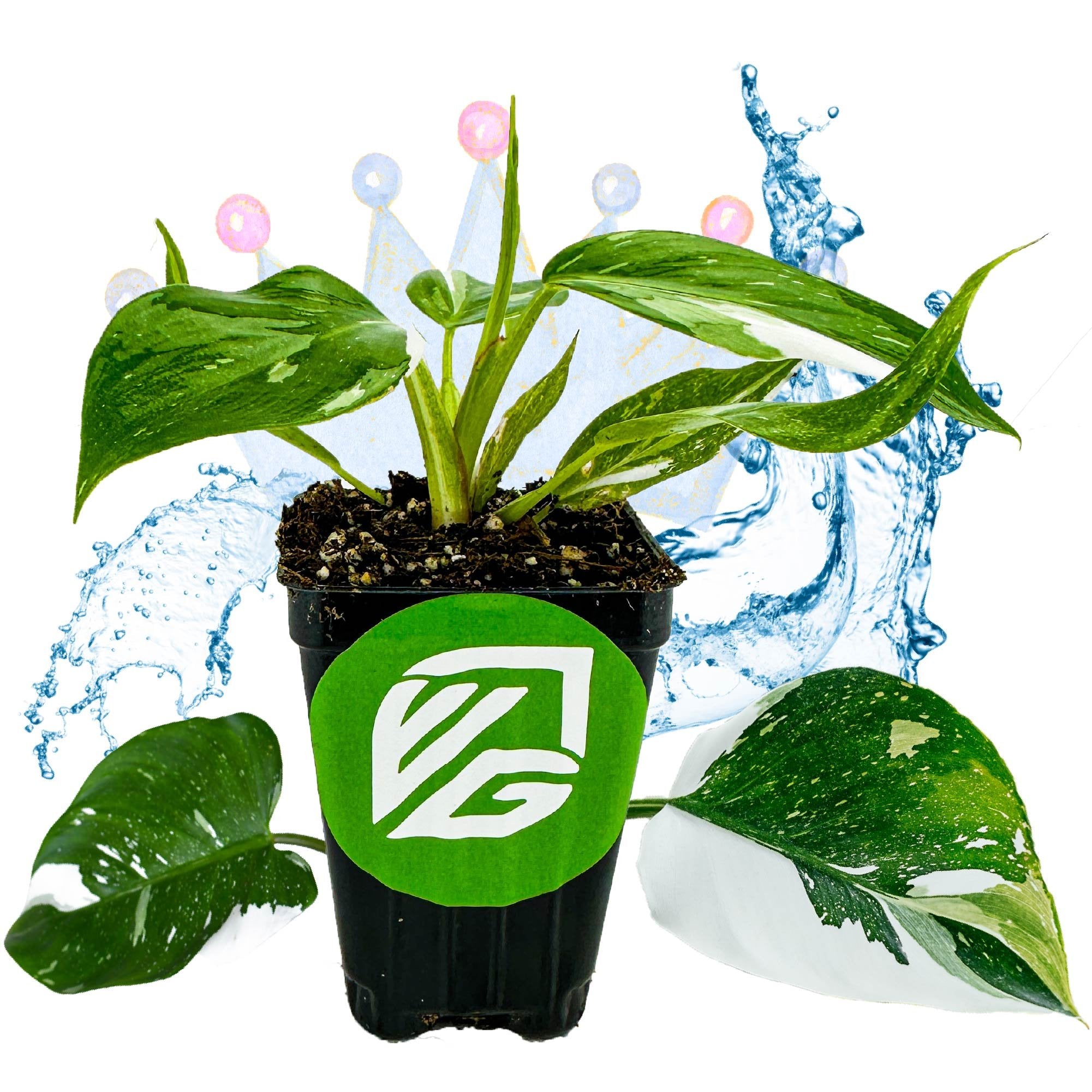 The Philodendron 'White Princess' Variegated Live Plant by Wellspring Gardens sits in soil in a black pot with a green logo. Water splashes and a colorful, translucent crown are in the background, with two loose leaves in front.