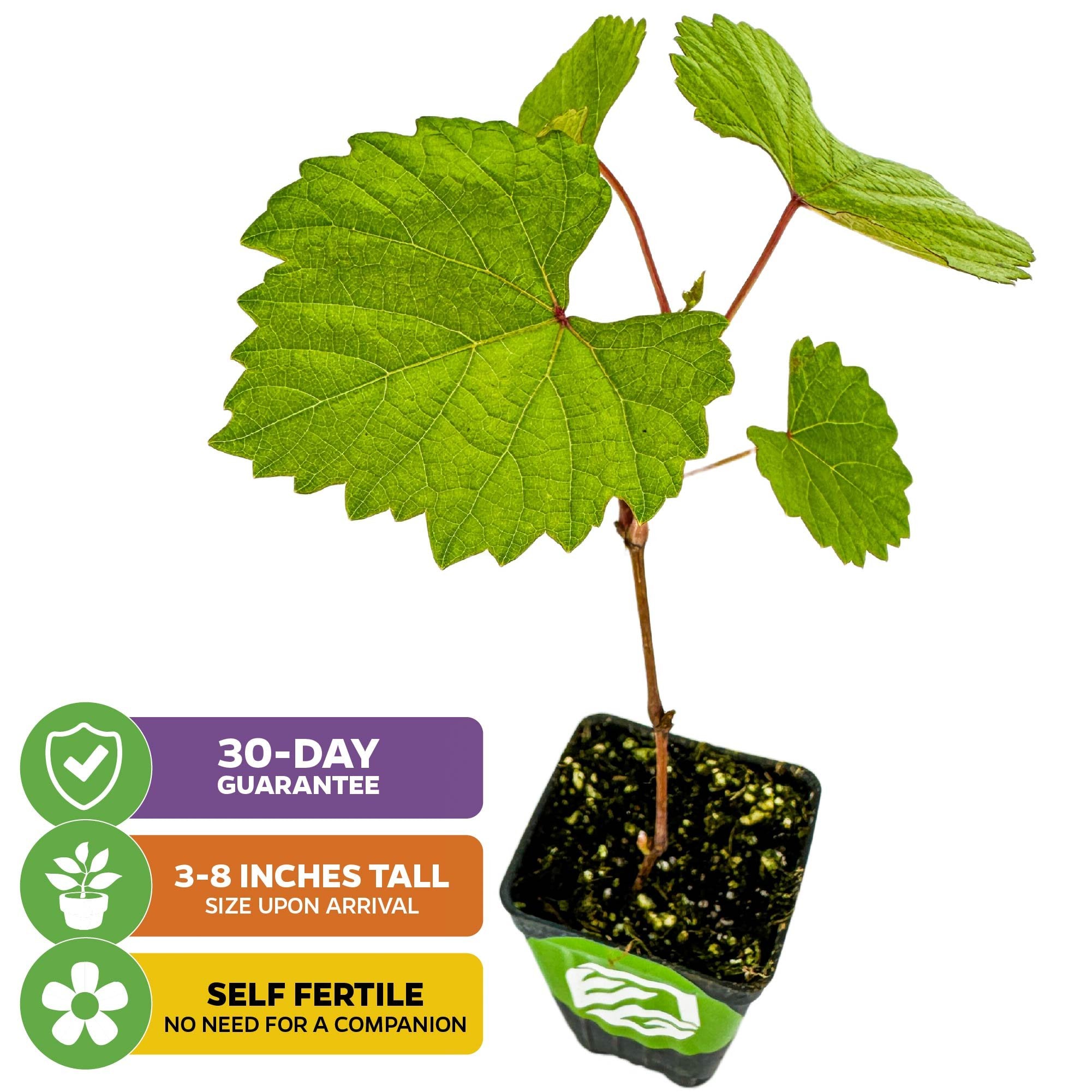 A Blanc du Bois Grape (Vitis labrusca) plant from Wellspring Gardens in a black pot—arrives 3-8" tall, self-fertile, 30-day guarantee. Premier Southeastern U.S. winemaking grape. No companion required.