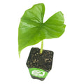 The Wellspring Gardens Green Goddess Elephant Ear (Alocasia puber) is a small potted plant with a large, heart-shaped leaf on a short stem in a black plastic pot filled with soil, shown against a white background.