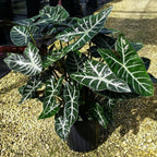 A Wellspring Gardens Ebony TM Elephant Ear - Alocasia, featuring glossy dark green leaves with bold white veins, sits potted on gravel in bright outdoor light.