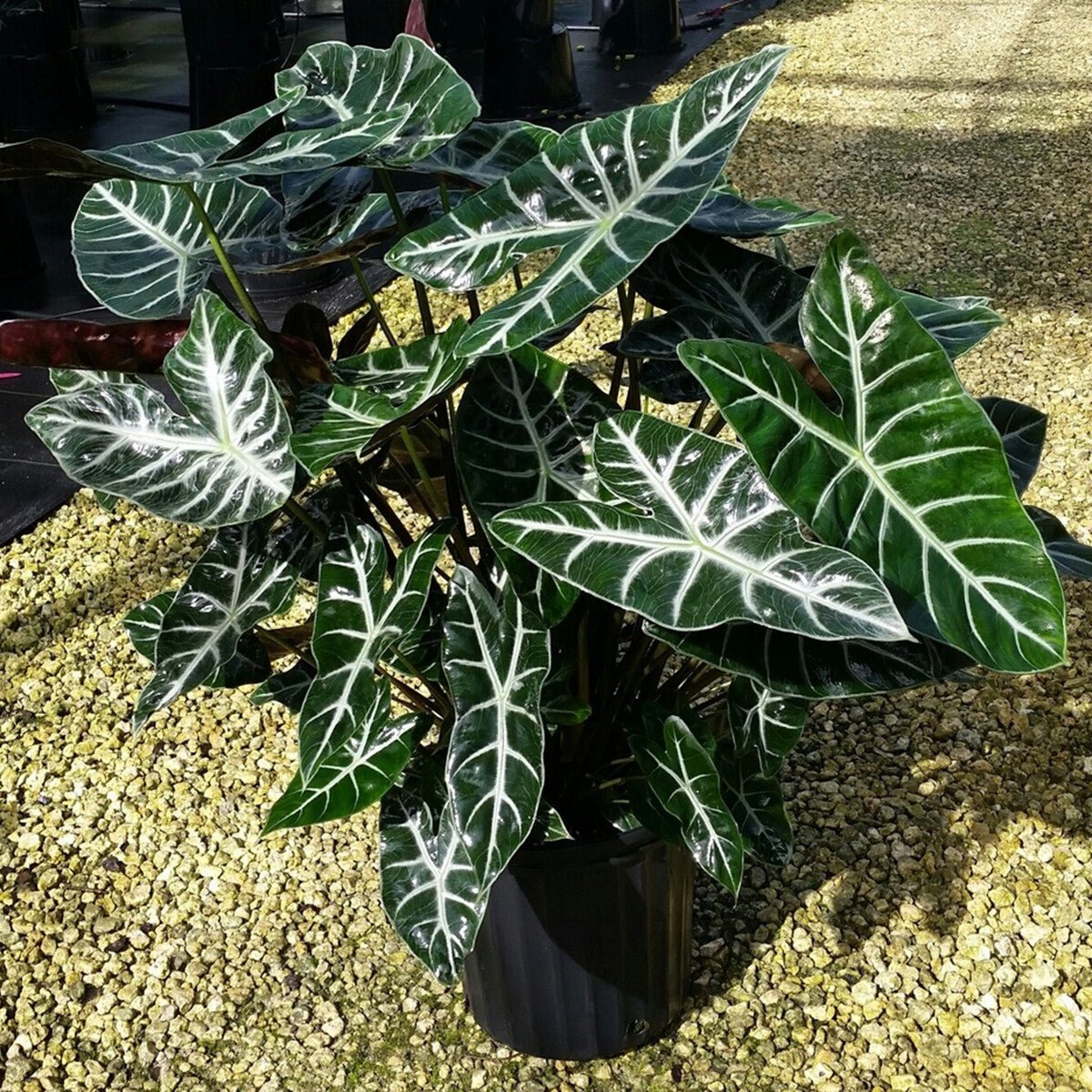 A Wellspring Gardens Ebony TM Elephant Ear - Alocasia, featuring glossy dark green leaves with bold white veins, sits potted on gravel in bright outdoor light.
