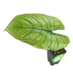 A single large, glossy green leaf with prominent veins grows from a small black plastic pot of soil. The plant is a Reginae Elephant Ear (Alocasia Reginae) by Wellspring Gardens, shown isolated on a white background.