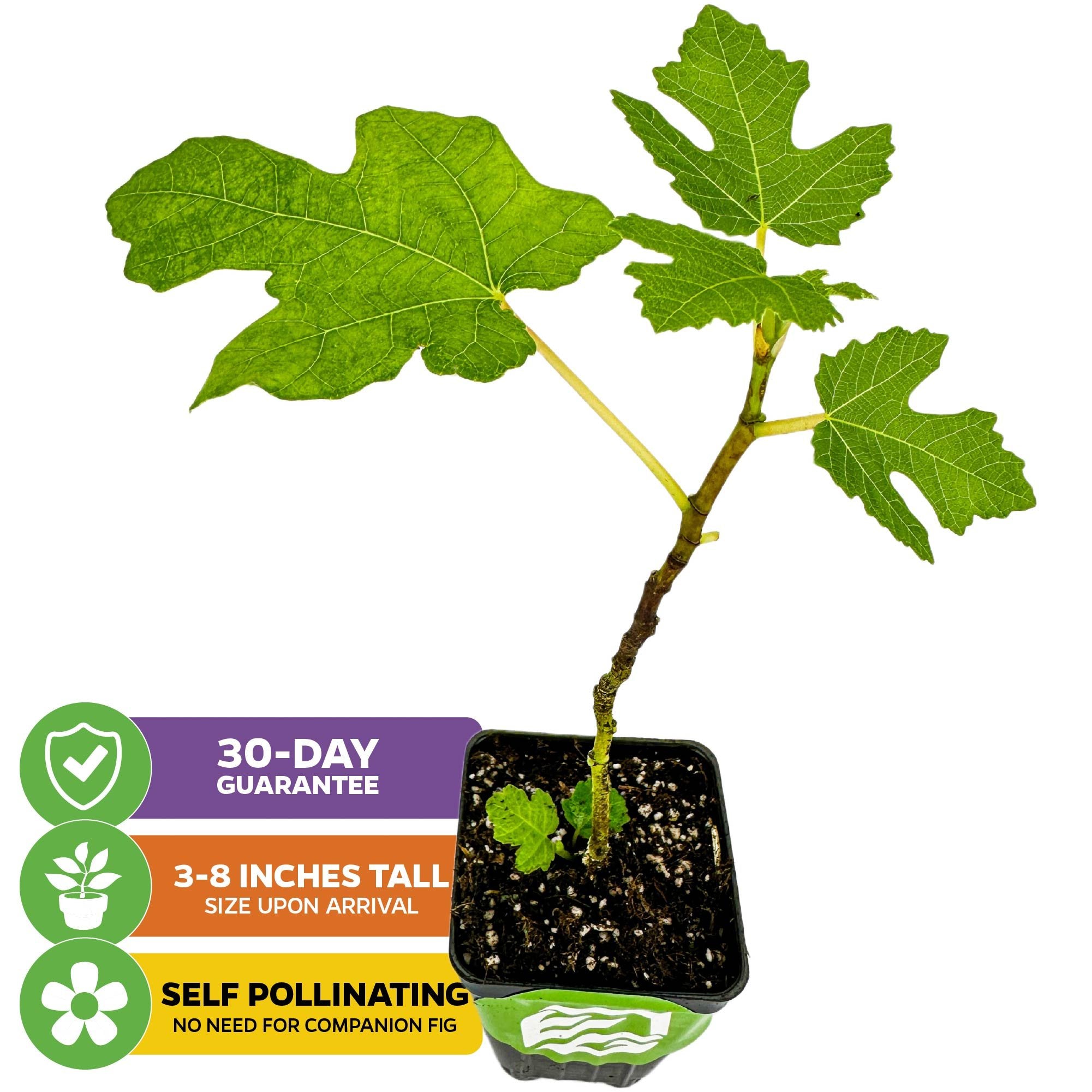 A young Black Mission Fig - Ficus carica from Wellspring Gardens arrives 3-8" tall in a small pot, featuring green leaves. Icons note: 30-day guarantee and self-pollinating—no companion needed. Enjoy sweet fruit with ease!.