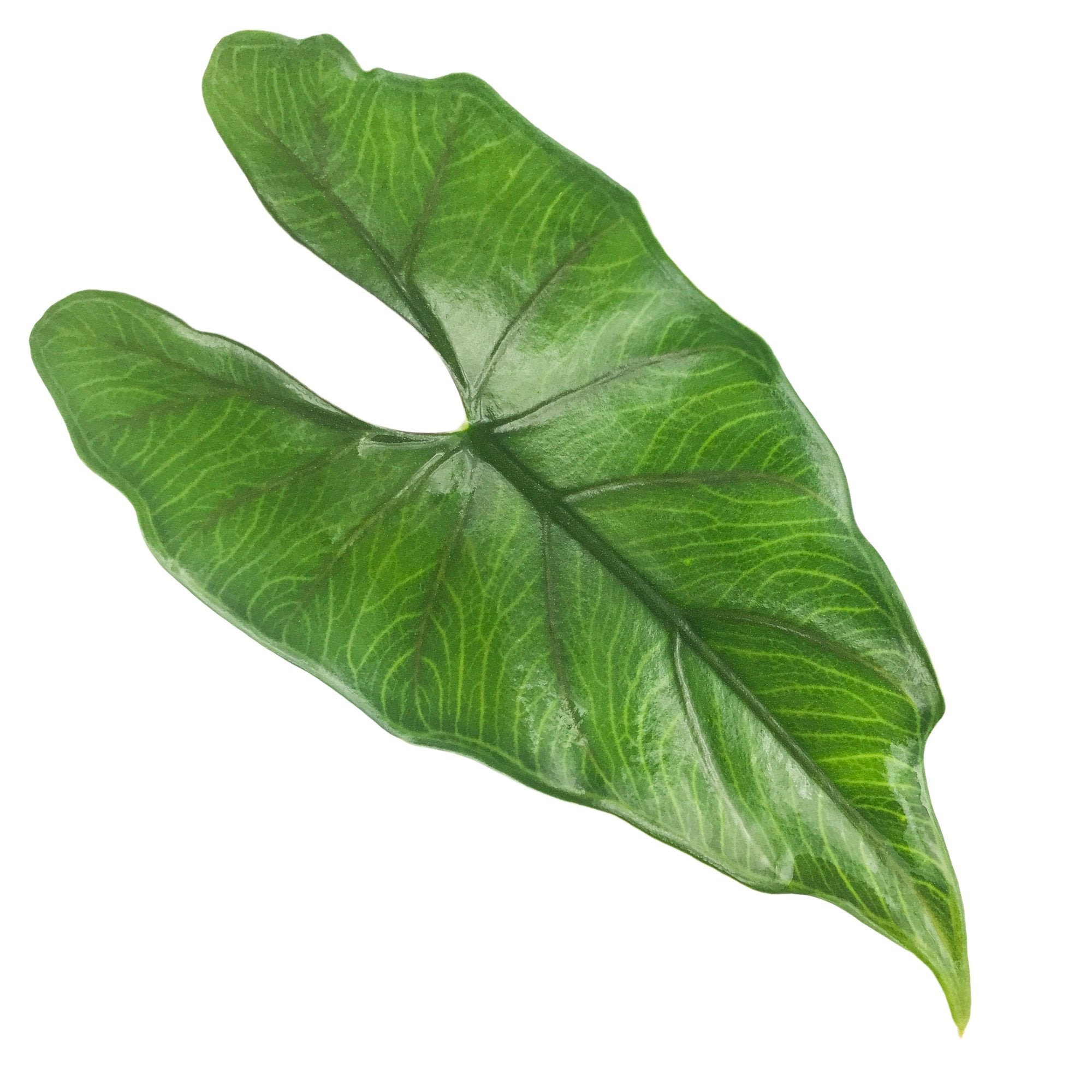 A glossy, vibrant green leaf from the Purple Cloak Elephant Ear - Alocasia by Wellspring Gardens, with prominent veins and an elongated heart shape featuring a deep notch, displayed on a white background.