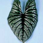 A single, dark green, heart-shaped Imperialis Elephant Ear (Alocasia nebula) leaf with striking veins and a glossy texture from Wellspring Gardens, set against a light blue background—an eye-catching indoor plant.