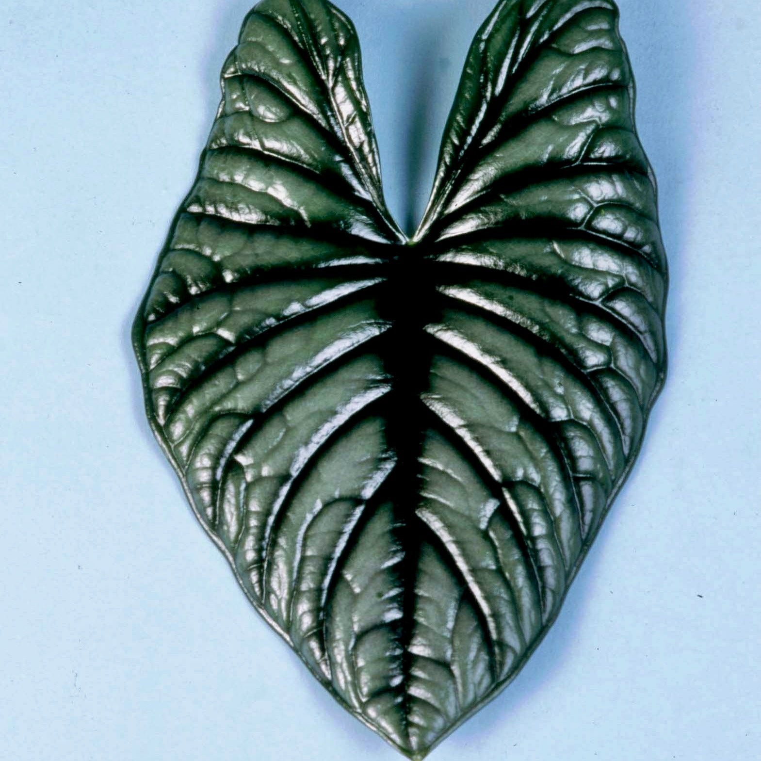A single, dark green, heart-shaped Imperialis Elephant Ear (Alocasia nebula) leaf with striking veins and a glossy texture from Wellspring Gardens, set against a light blue background—an eye-catching indoor plant.