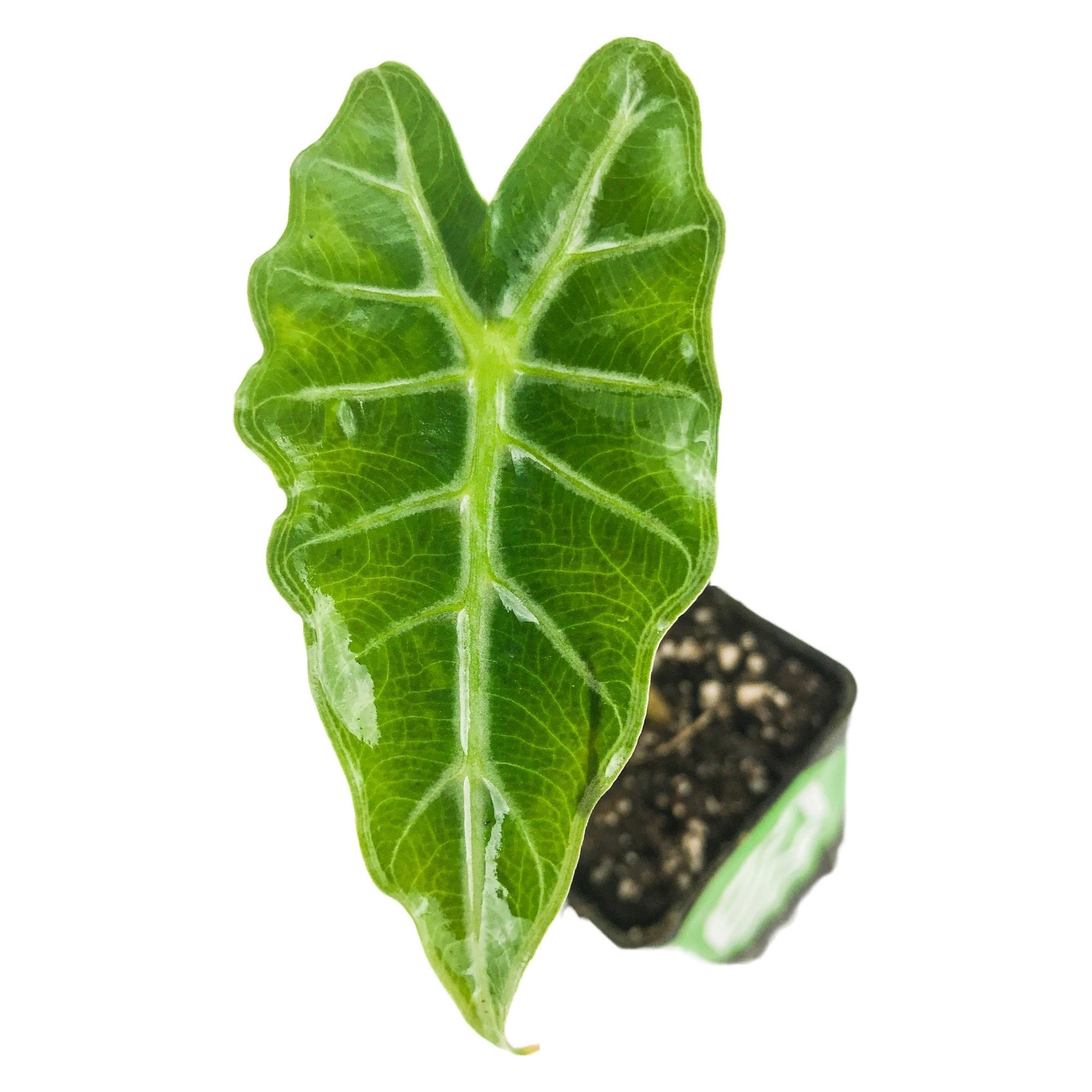 A single Mandalay Elephant Ear - Alocasia leaf from Wellspring Gardens, with striking white veins, viewed from above in a small black pot of soil on a white background. Also known as Elephant Ears or African Mask for its unique shape.
