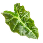 The Wellspring Gardens Amazonica Elephant Ear (Alocasia) features a single glossy green, arrow-shaped leaf with bold white veins and wavy edges, isolated on a white background—an elegant indoor plant choice.