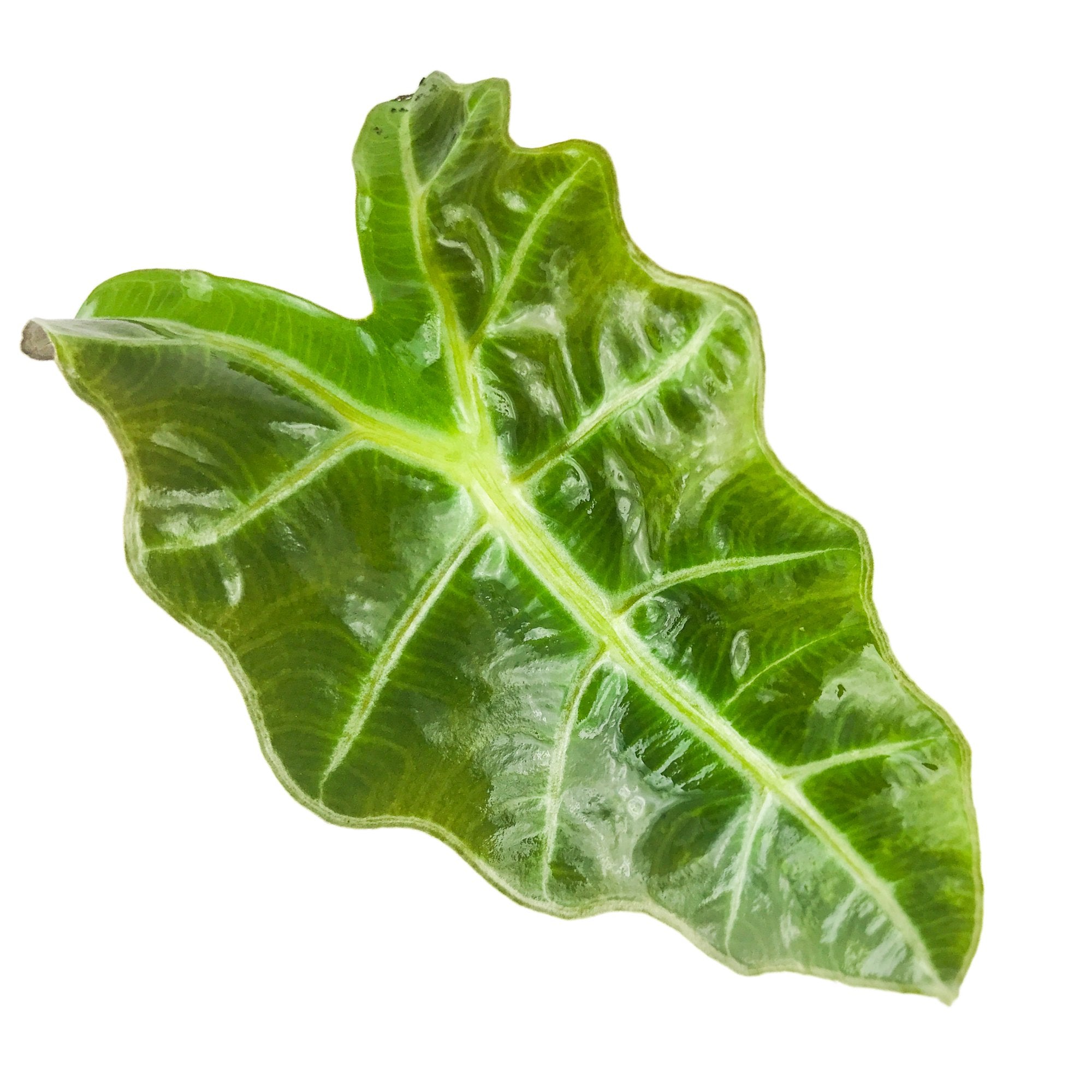The Wellspring Gardens Amazonica Elephant Ear (Alocasia) features a single glossy green, arrow-shaped leaf with bold white veins and wavy edges, isolated on a white background—an elegant indoor plant choice.