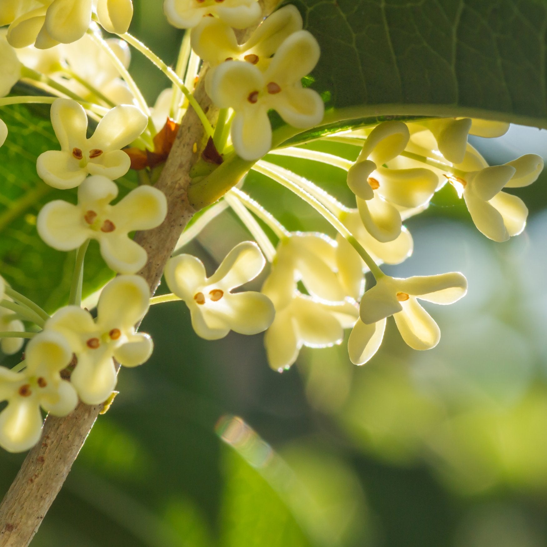 Tea Olive Tree - Osmanthus fragrans – Wellspring Gardens