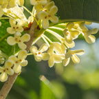 Close-up of pale yellow Tea Olive Tree (Osmanthus fragrans) flowers blooming on a branch, their delicate petals and green leaves glowing in sunlight—a popular fragrant shrub from Wellspring Gardens.