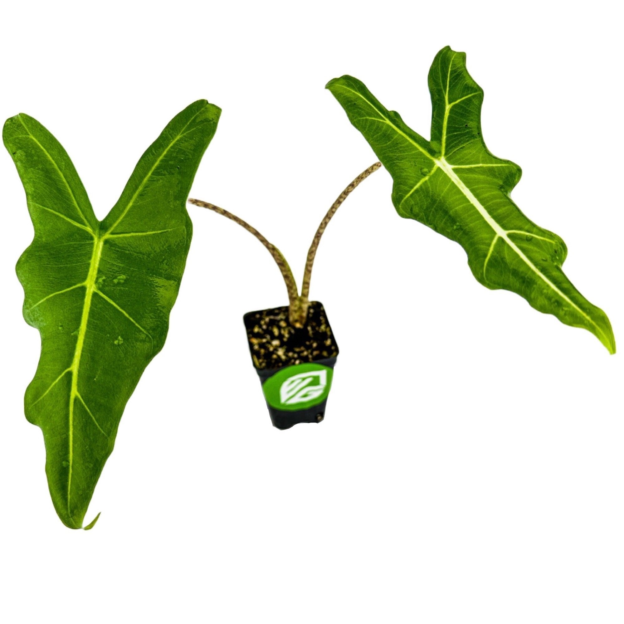 A Sarian Elephant Ear (African Mask) - Alocasia from Wellspring Gardens, with two large arrowhead-shaped green leaves and a slender stem, sits gracefully in a small pot against a white background.