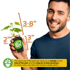 A smiling man holds a Blanc du Bois Grape (Vitis labrusca) plant by Wellspring Gardens. The 3–8" tall plant comes in a 2"x3" black pot. Size may vary by season and growth time. Native to the Southeastern U.S.