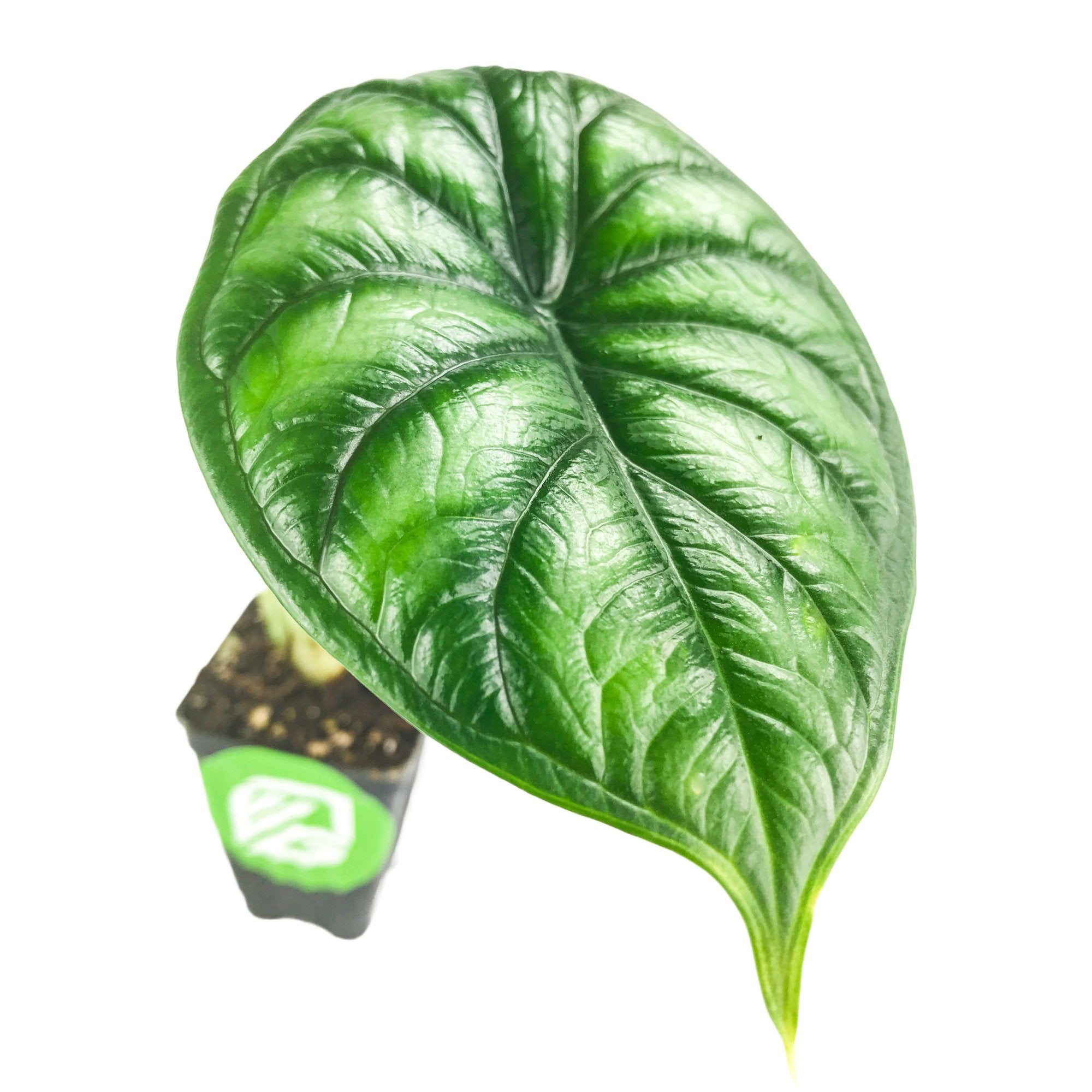 A single large, glossy green leaf with prominent veins from the rare Dragon Scale Elephant Ear (Alocasia baginda) by Wellspring Gardens, growing as a small indoor plant in a square pot against a white background.