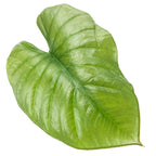 The Wellspring Gardens Reginae Elephant Ear (Alocasia Reginae) features a single large, glossy, bright green leaf with visible veins, resembling elephant ears, isolated on a white background.