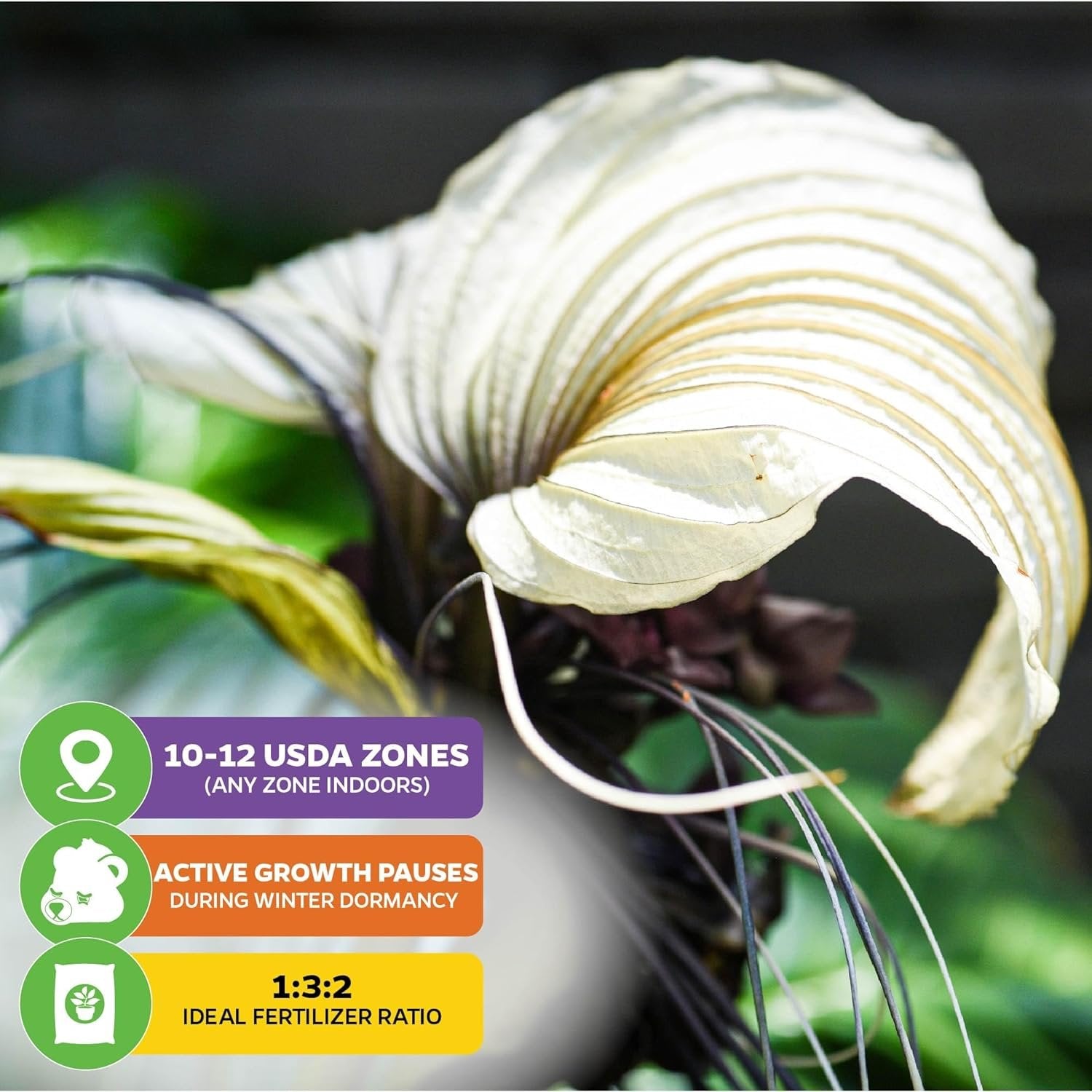 White Bat Live Flowering Plant - Tacca integrifolia