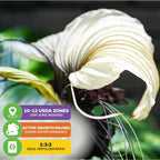 Close-up of Wellspring Gardens’ White Bat Live Flowering Plant (Tacca integrifolia) with pale petals and long filaments. Overlay notes: USDA zones 10–12 (indoors), winter dormancy, and use 1:3:2 fertilizer.