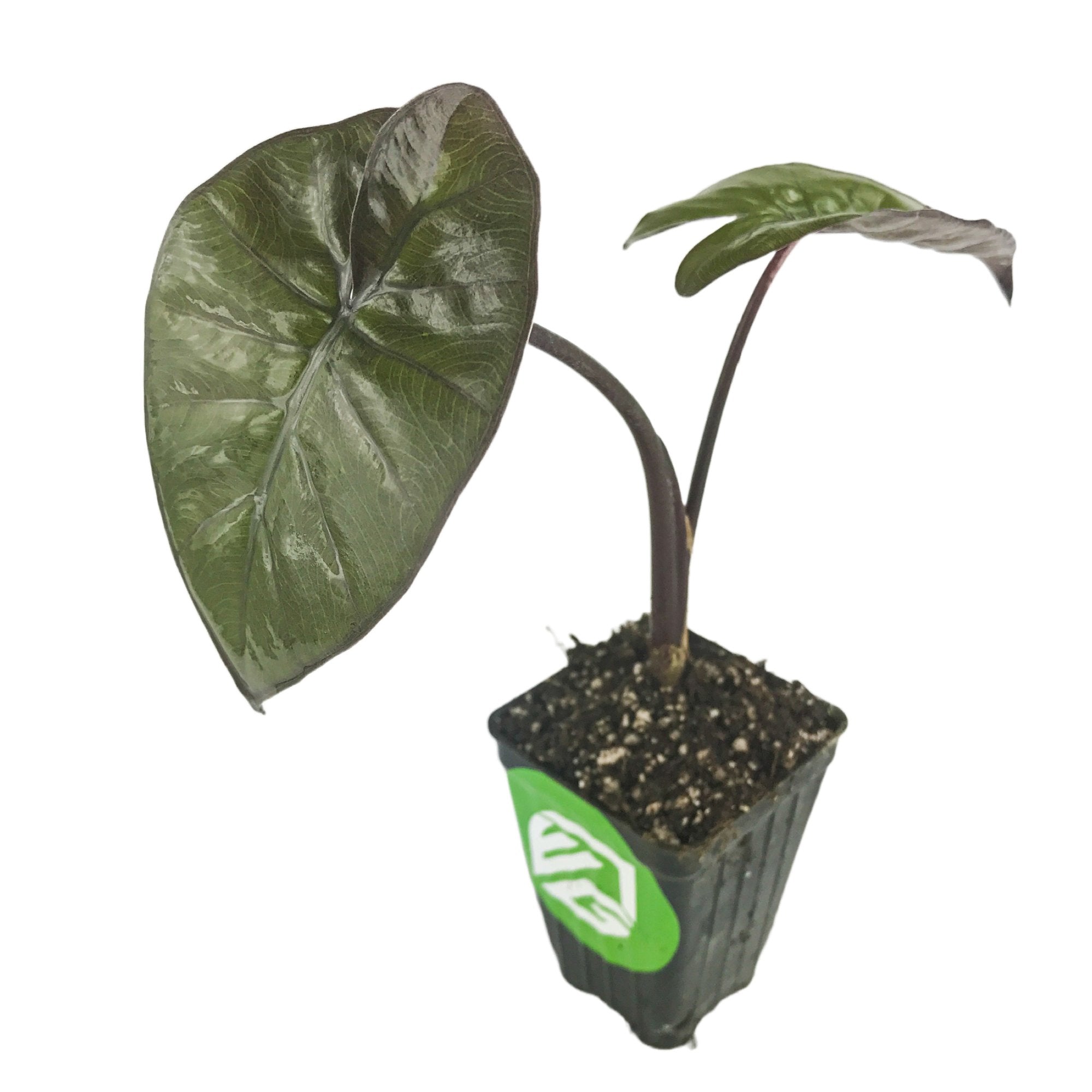 The Wellspring Gardens Metallica Elephant Ear (Alocasia plumbae) features large heart-shaped dark green leaves and purple stems, potted in a small black plastic container with a green label, set against a white background.