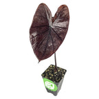 A small potted Black Goblet Elephant Ear - Colocasia by Wellspring Gardens features a single large, dark purple-black heart-shaped leaf on a thin stem, displayed against a white background.