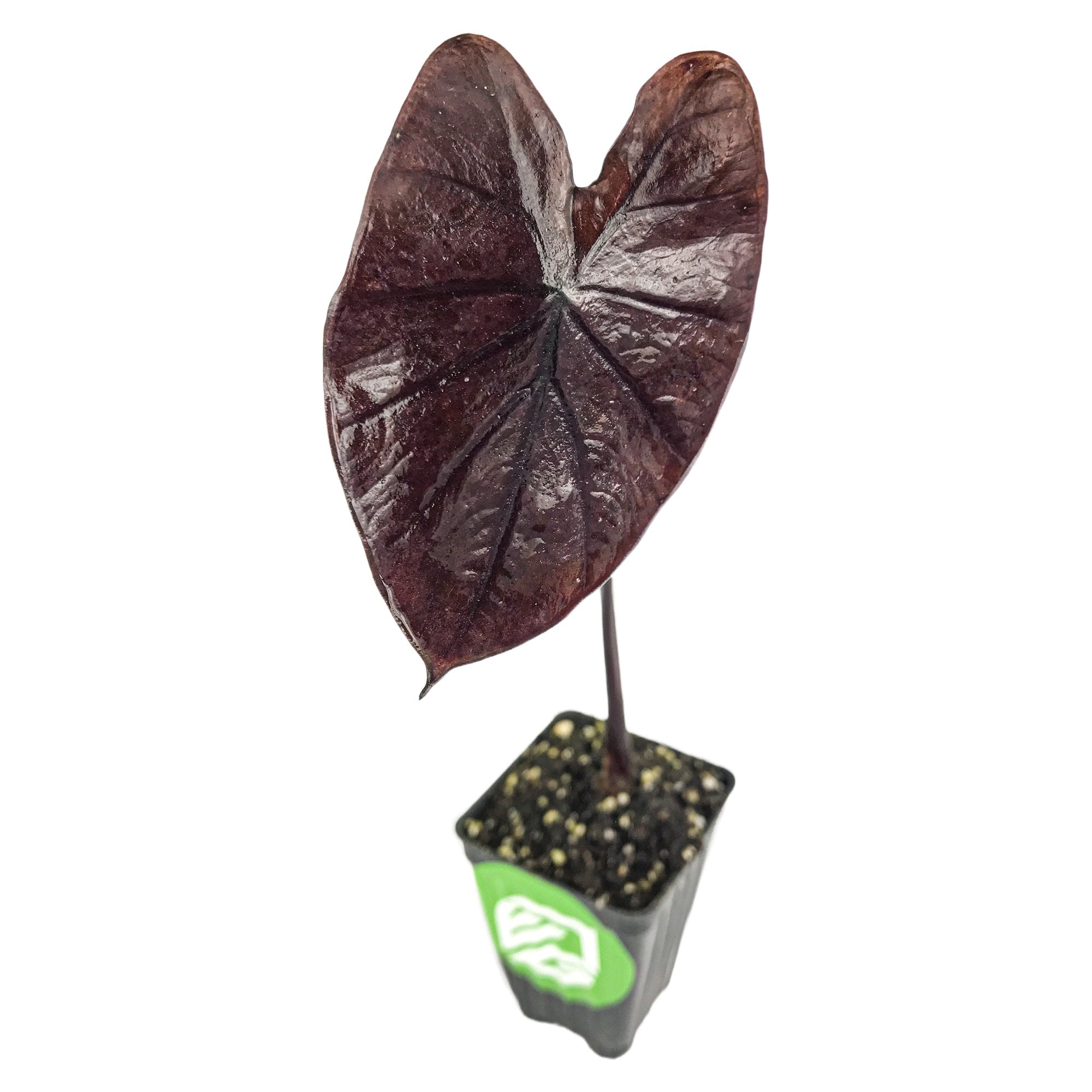 A small potted Black Goblet Elephant Ear - Colocasia by Wellspring Gardens features a single large, dark purple-black heart-shaped leaf on a thin stem, displayed against a white background.