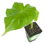The Tyrion Elephant Ear - Alocasia by Wellspring Gardens features a single large, bright green, heart-shaped leaf on a short stem in dark soil—ideal for shade gardens and displayed against a white background.