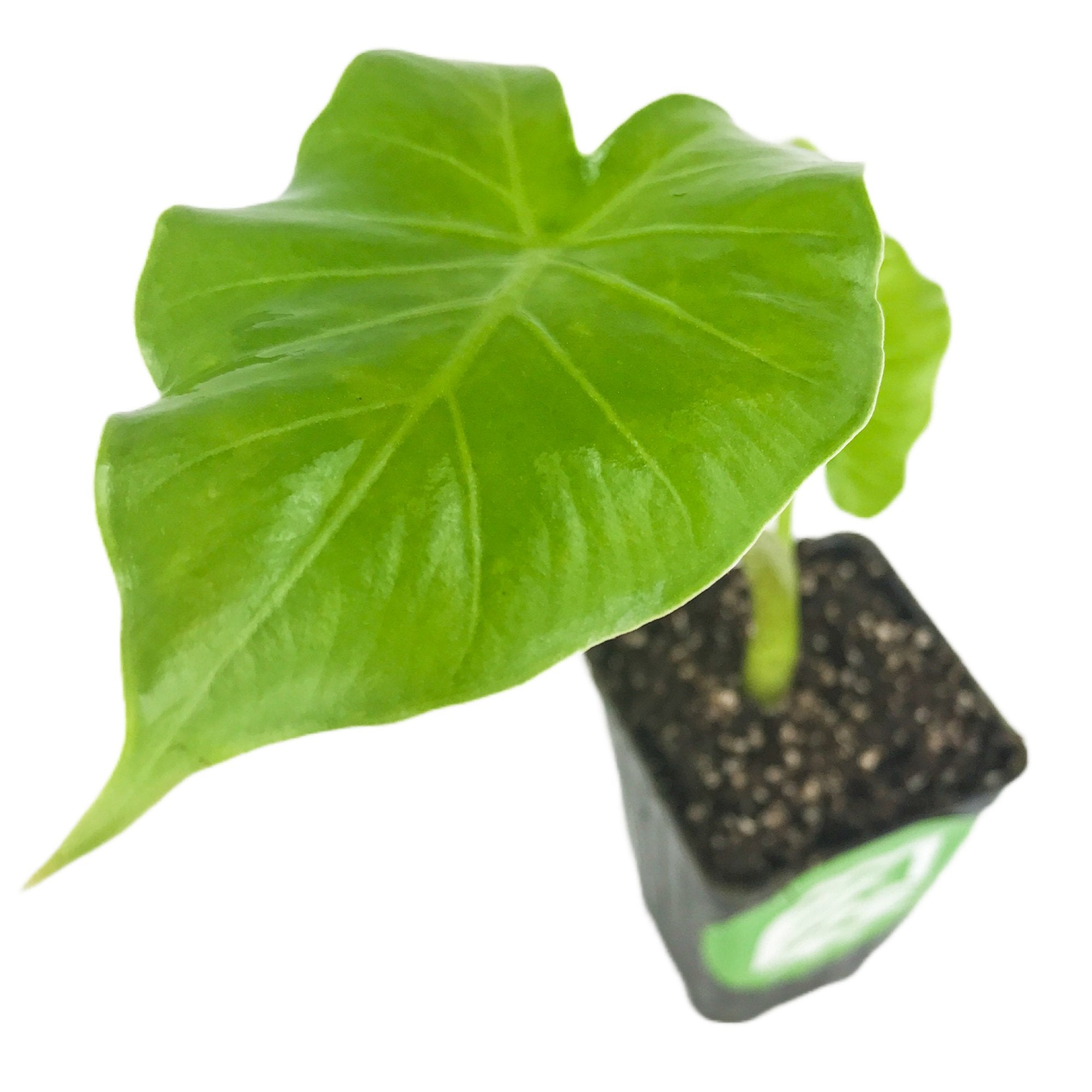 The Tyrion Elephant Ear - Alocasia by Wellspring Gardens features a single large, bright green, heart-shaped leaf on a short stem in dark soil—ideal for shade gardens and displayed against a white background.