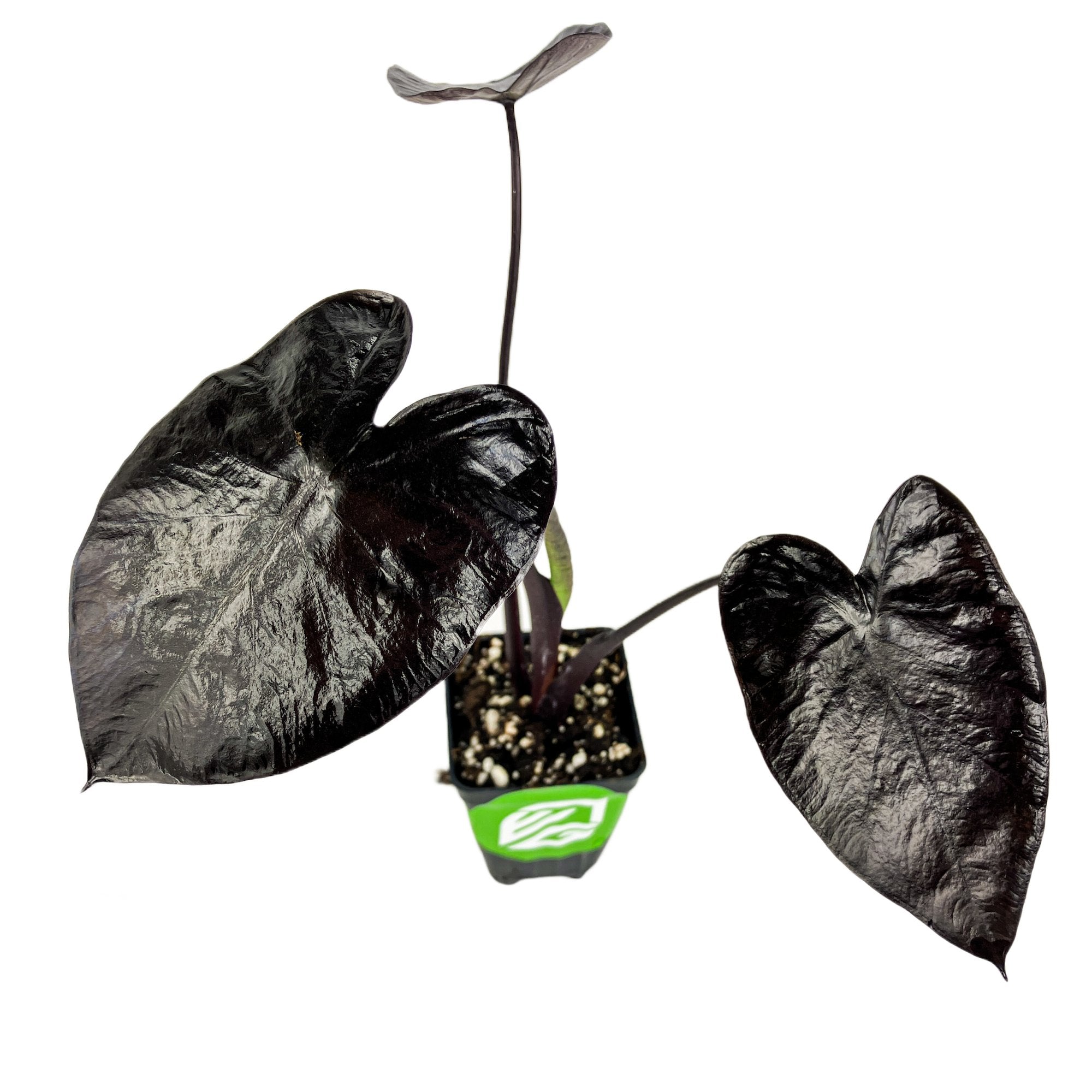A Wellspring Gardens Electric Blue Gecko Elephant Ear (Colocasia) with three glossy, heart-shaped black leaves and dark stems is displayed in a small green pot against a white background.