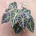 The Wellspring Gardens Mandalay Elephant Ear - Alocasia features large, dark green leaves with bold white veins, strikingly displayed on a light brown surface.