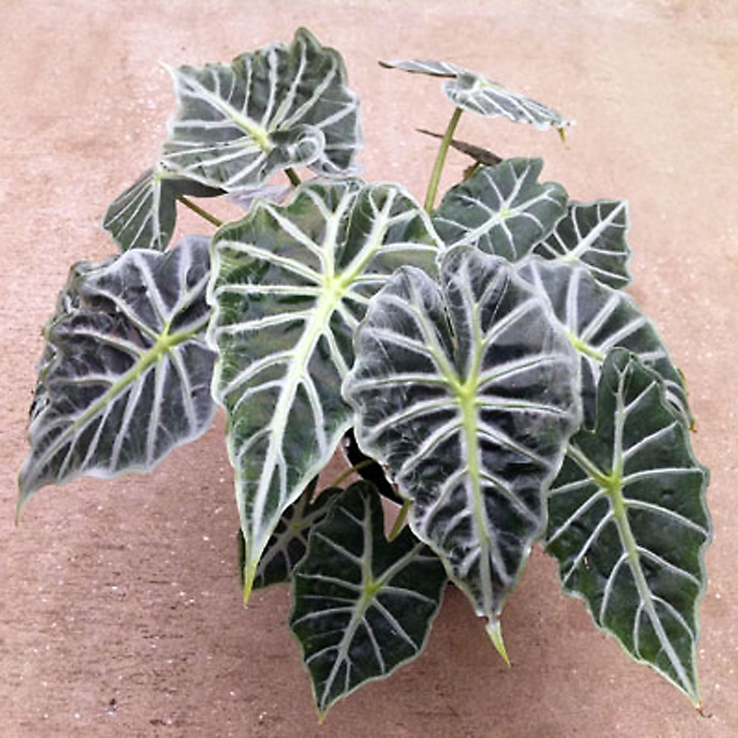 The Wellspring Gardens Mandalay Elephant Ear - Alocasia features large, dark green leaves with bold white veins, strikingly displayed on a light brown surface.
