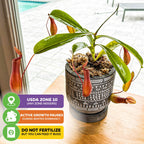 The Wellspring Gardens Alata Carnivorous Pitcher Plant (Nepenthes) thrives indoors in USDA Zone 10, may pause growth in winter dormancy, and shouldn’t be fertilized—but you can feed this unique houseplant live bugs.