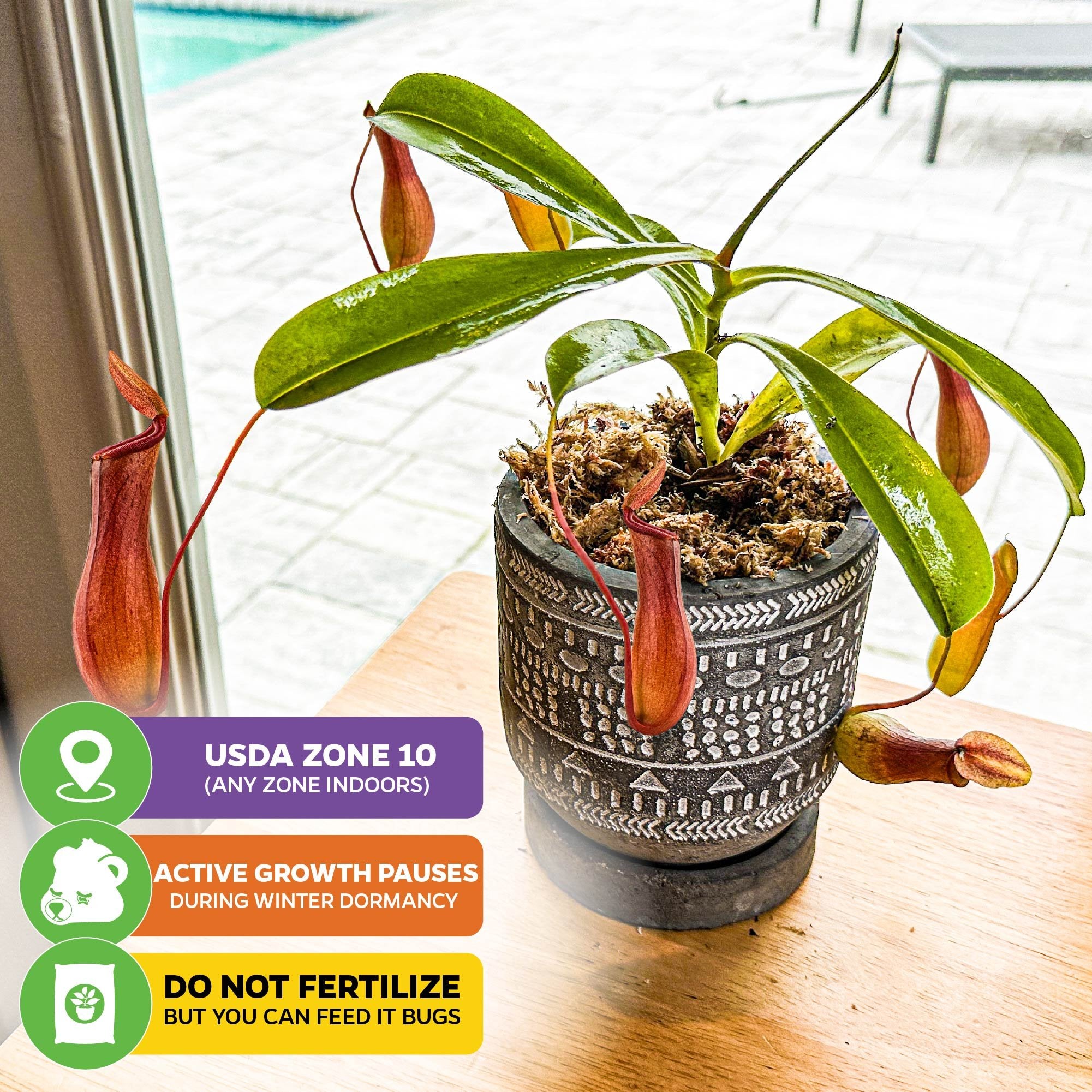The Wellspring Gardens Alata Carnivorous Pitcher Plant (Nepenthes) thrives indoors in USDA Zone 10, may pause growth in winter dormancy, and shouldn’t be fertilized—but you can feed this unique houseplant live bugs.