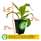 The Wellspring Gardens Alata Carnivorous Pitcher Plant - Nepenthes is shown with green leaves and labeled as 1–4 inches tall, in a pot measuring 3 inches high and 2 inches wide. Indoor plant size may vary by season and growth duration.
