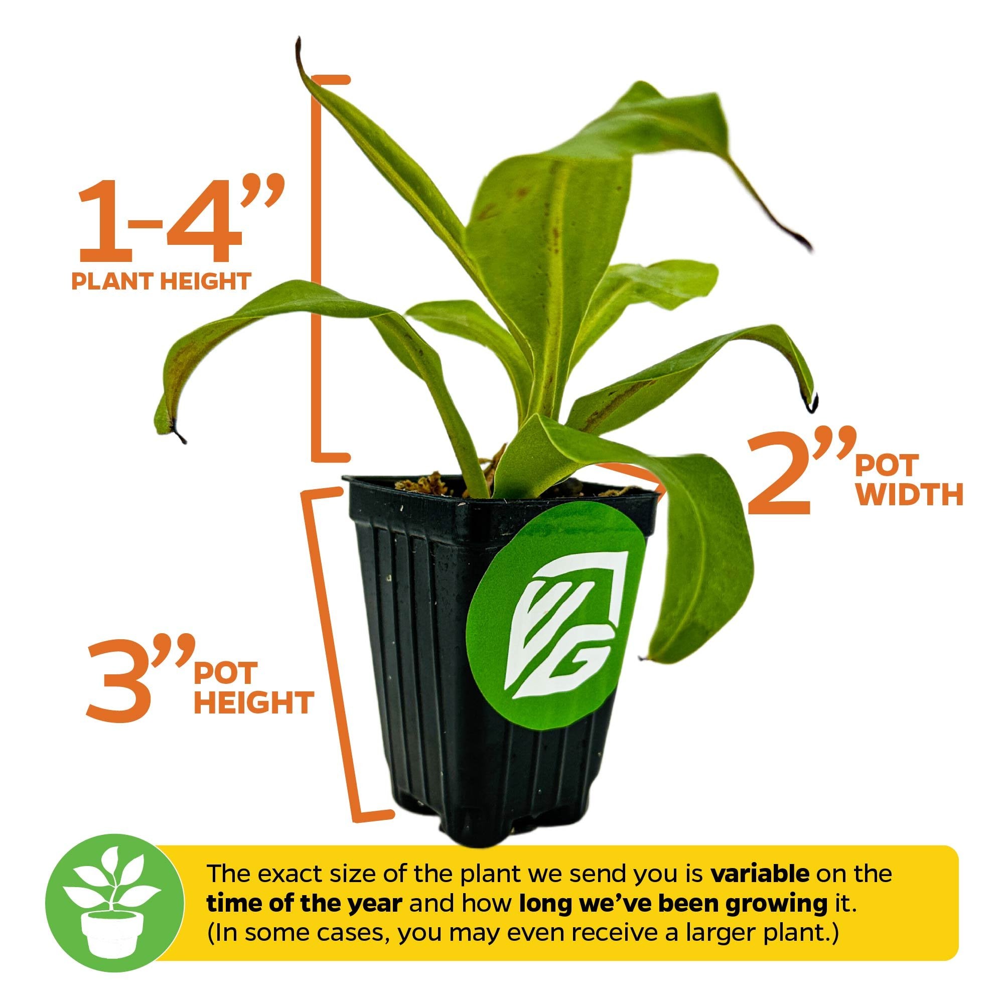The Wellspring Gardens Alata Carnivorous Pitcher Plant - Nepenthes is shown with green leaves and labeled as 1–4 inches tall, in a pot measuring 3 inches high and 2 inches wide. Indoor plant size may vary by season and growth duration.