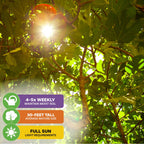 Sunlight streams through the dense leaves of the Wellspring Gardens LSU Purple Fig (Ficus carica). Care icons: water 4-5x weekly, grows up to 30 feet, and is self-pollinating for reliable sweet figs.