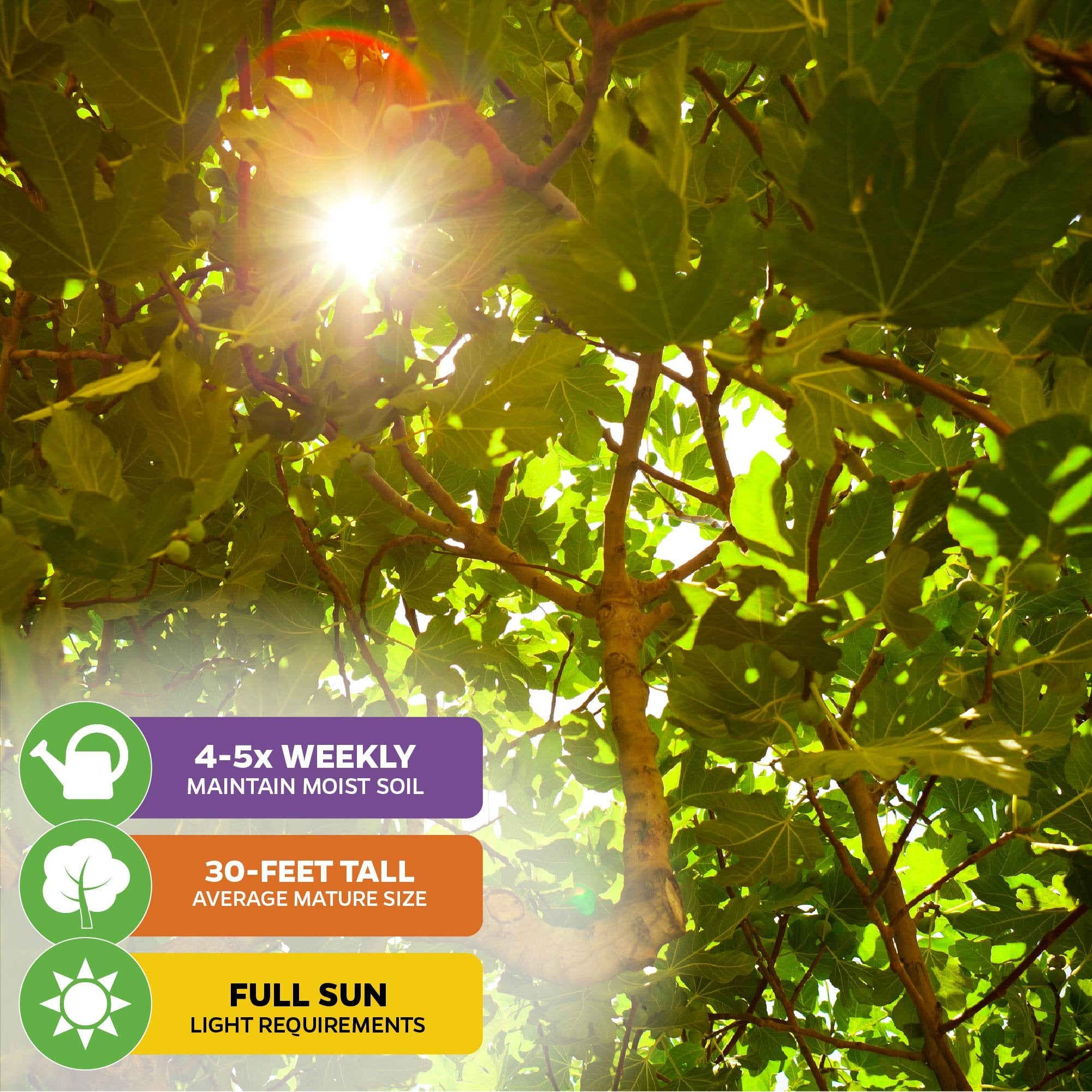 Sunlight streams through the dense leaves of the Wellspring Gardens LSU Purple Fig (Ficus carica). Care icons: water 4-5x weekly, grows up to 30 feet, and is self-pollinating for reliable sweet figs.