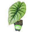 A small potted Imperialis Elephant Ear (Alocasia nebula) by Wellspring Gardens, featuring a large, heart-shaped glossy green leaf with dark veins and a green label with white leaf logo—an elegant indoor plant against a white background.