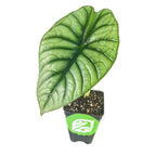 A small potted Imperialis Elephant Ear (Alocasia nebula) by Wellspring Gardens, featuring a large, heart-shaped glossy green leaf with dark veins and a green label with white leaf logo—an elegant indoor plant against a white background.
