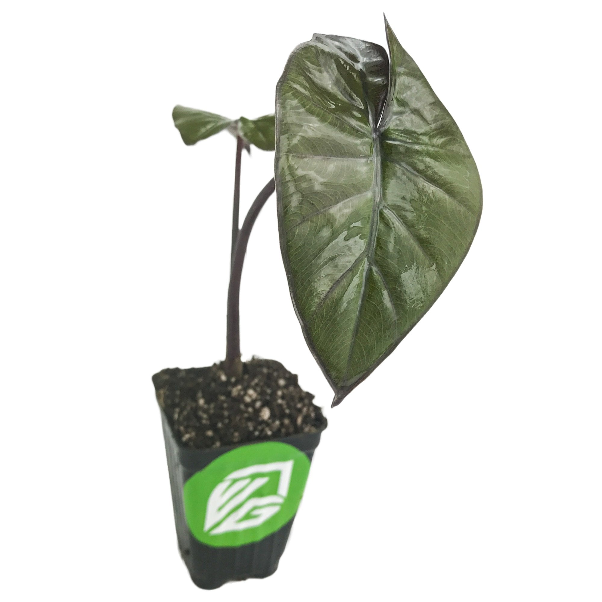 The Metallica Elephant Ear (Alocasia plumbae) by Wellspring Gardens features dark green, glossy, heart-shaped leaves on a single stem in a black plastic pot with soil and a green logo sticker against a white background.