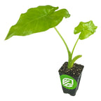 The Wellspring Gardens Odora Elephant Ear (Alocasia odora) features two large, vibrant green leaves on a single stem in a black plastic pot with soil and a green label—an eye-catching, cold-hardy houseplant for bold indoor beauty.