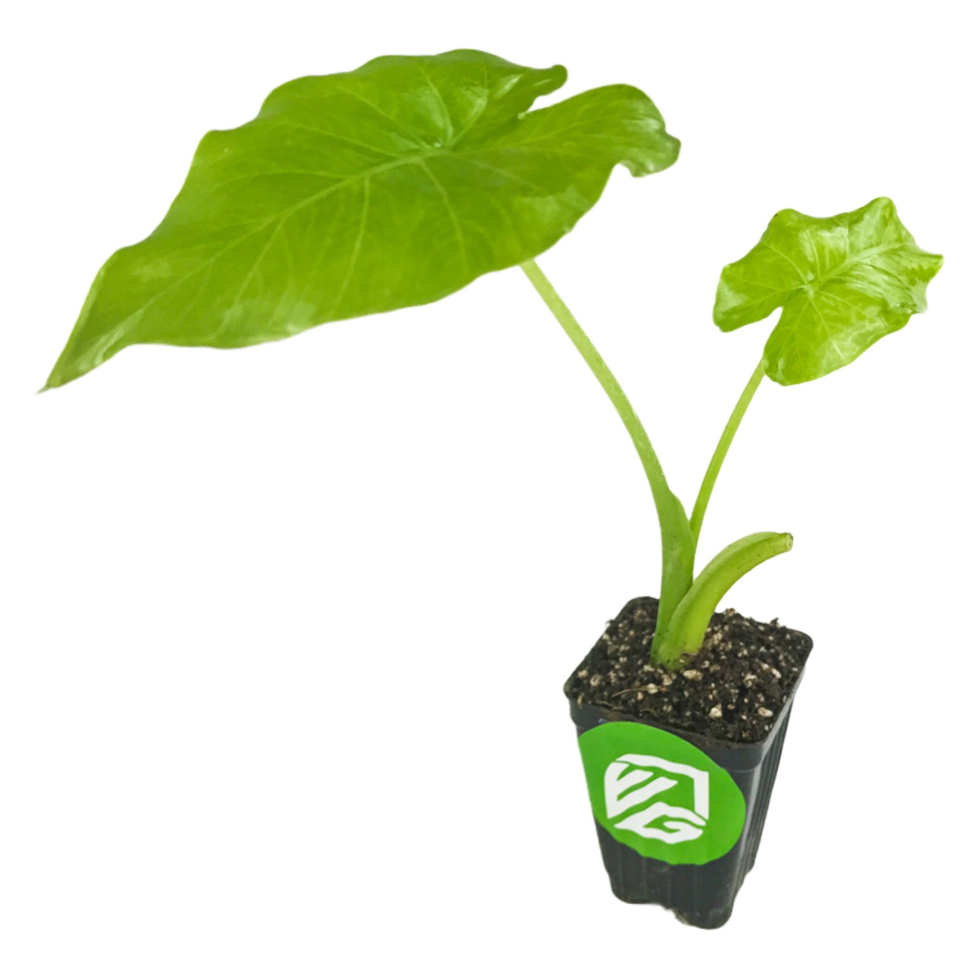 The Wellspring Gardens Odora Elephant Ear (Alocasia odora) features two large, vibrant green leaves on a single stem in a black plastic pot with soil and a green label—an eye-catching, cold-hardy houseplant for bold indoor beauty.
