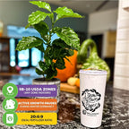 The Wellspring Gardens Live Coffee Plant + 'I Grow My Own Coffee' 18-OZ Travel Tumbler Gift Set is ideal for home or patio, grows in USDA zones 9b-10, needs winter dormancy, and thrives with 20:6:9 fertilizer.