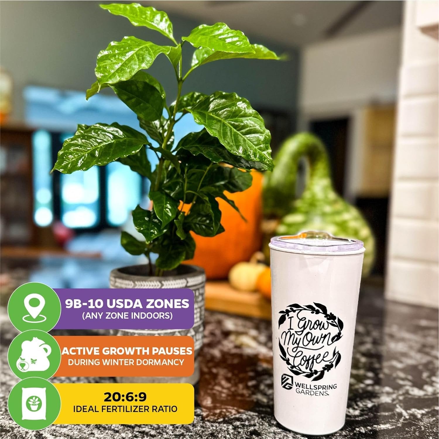 The Wellspring Gardens Live Coffee Plant + 'I Grow My Own Coffee' 18-OZ Travel Tumbler Gift Set is ideal for home or patio, grows in USDA zones 9b-10, needs winter dormancy, and thrives with 20:6:9 fertilizer.