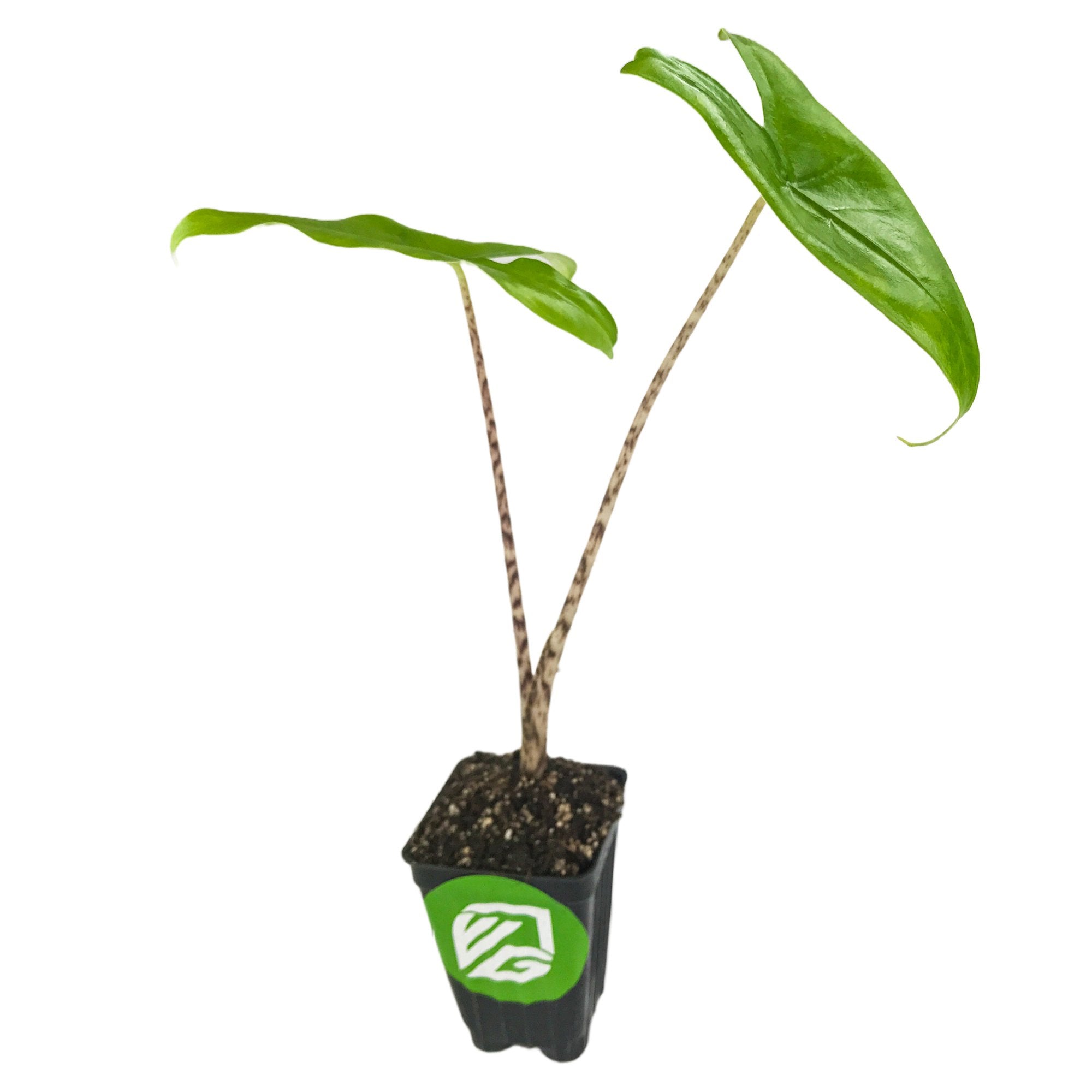 The Tiger / Zebra Elephant Ear (Alocasia zebrina) by Wellspring Gardens features two tall, thin stems and large green leaves in a black container with a green and white logo, displayed against a white background.