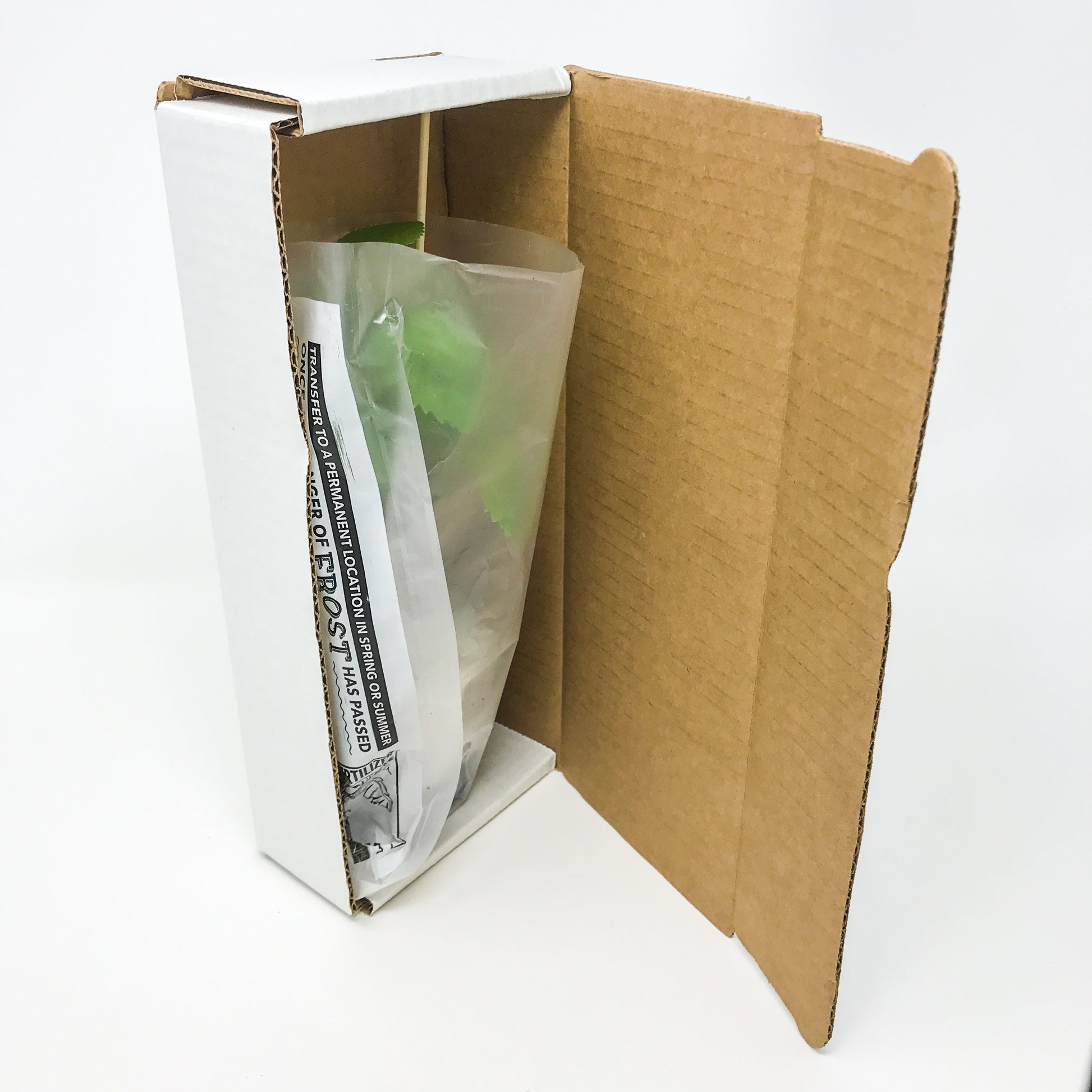 Aloha™ Elephant Ear - Colocasia